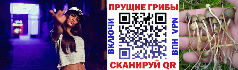 Псилоцибиновые грибы Psilocybe  Северо-Курильск 
